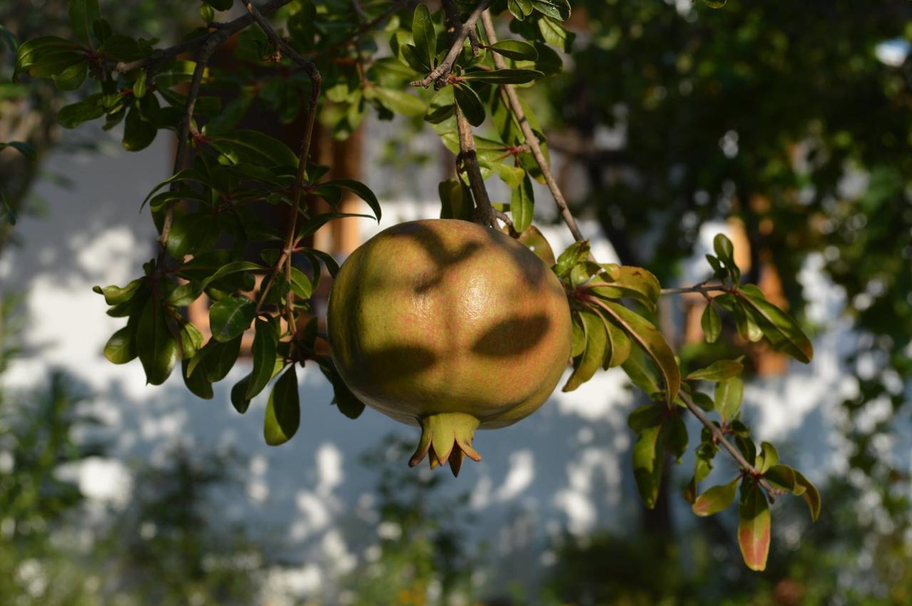 Ktima Natura Archangelos  Værelse billede